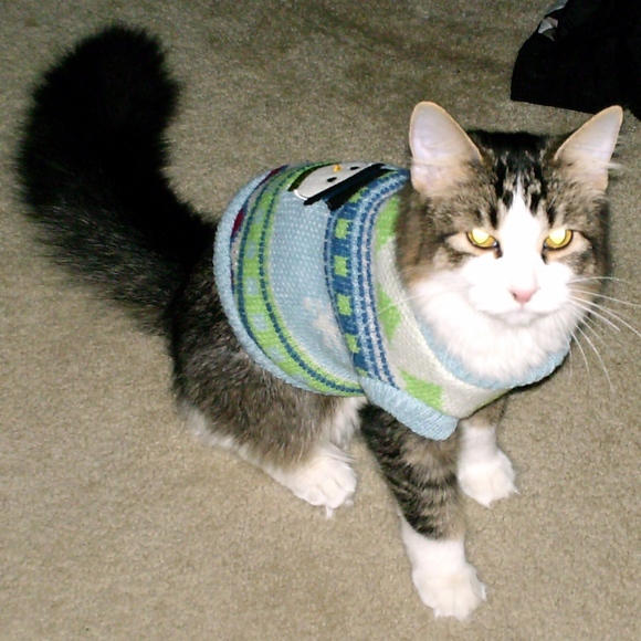 Meet your Posher, Rachel - Picture 4 of 4